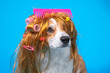 © Masarik - Beautiful dog in a disheveled wig with hairpins and curlers and a big pink comb on a blue background. Pet care, grooming. Copy space