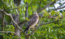 Cooper's Hawk Hunting From Tree