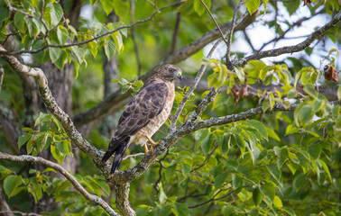 cooper's hawk hunting from tree