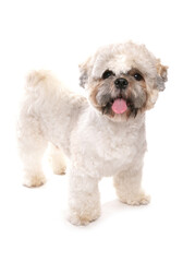 Wall Mural - Lhasa Apso Dog