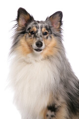 Wall Mural - Shetland Sheepdog