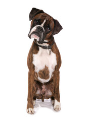 Sticker - Boxer Dog