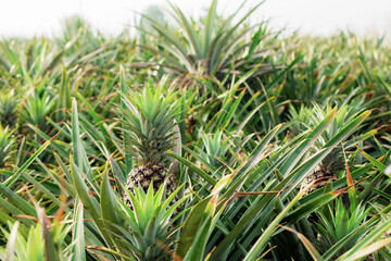 Wall Mural - Pineapple on tree with sky.