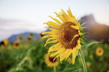 Wall Mural - Sunflower with the sunrise.