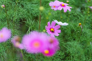 Wall Mural - Bee and pink cosmos flowers in the garden