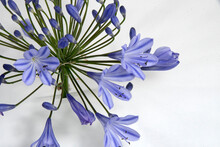A Single Pretty Lavender Blue Agapanthus, Agapanthoicdeae, Flower Closeup Isolated On White Background.