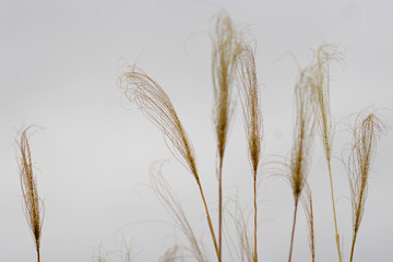 ears of wheat in the field