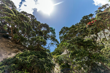 Poster - Native flora with lush foliage growing on the Coromandel Peninsula, New Zealand