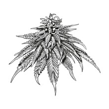 Hand Drawn Cannabis. Black Ink Line Sketch Of Marijuana Isolated On White Background