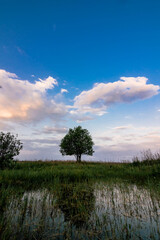 Wall Mural - summer morning landscape with a lonely tree in a field with green grass at dawn and a pond