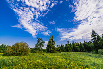 Wall Mural - natural landscape with a forest of birches and fir trees and a green meadow on a summer day