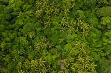 Top Down Overhead Aerial Birds Eye View Of Tropical Rainforest Palm Tree Canopies In The Lush Green Jungle