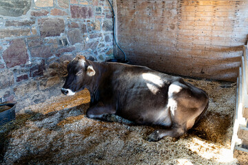 Resting, solitary white spotted brown swiss cow in cowshed, waiting for milking system in diary farm