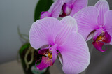 Fototapeta Storczyk - flower purple pink orchid close-up
