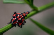 spotted lanternfly nymph