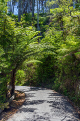 Poster - Path and native flora with lush foliage growing on the Coromandel Peninsula, New Zealand