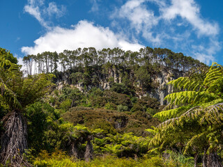 Poster - Native flora with lush foliage growing on the Coromandel Peninsula, New Zealand