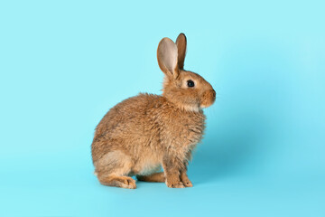 Wall Mural - Cute fluffy rabbit on color background