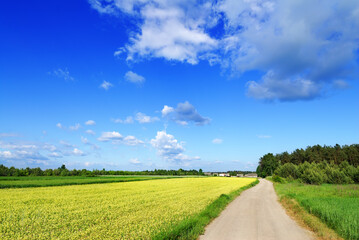 Wall Mural - landscape, dirty road among green fields, blue sky in the backgr