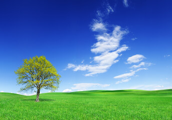 Wall Mural - idyllic landscape, lonely tree among green fields