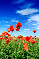 Wall Mural - Idyllic view, meadow with red poppies blue sky in the background