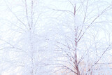 Fototapeta Londyn - birch tree covered in snow at wintertime