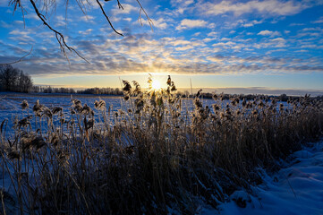 sunrise over fields covered in snow in Sweden