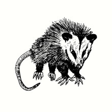 Hand Drawn Virginia Opossum (Didelphis Virginiana), Commonly Known As The North American Opossum. Ink Black And White Drawing. Vector Illustration