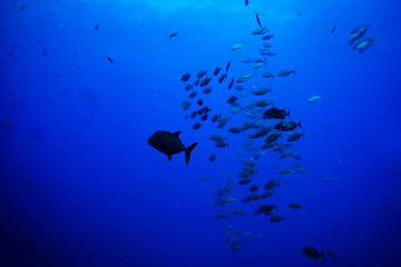 Wall Mural - Group of many small fishes swim deep in the underwater