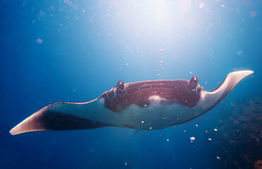 Wall Mural - Front photo of beautiful Manta ray in the sunlight swimming to the diver