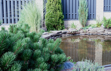 little spruce. Small pond in the backyard, beautiful modern landscape. Texture of profiled metal. Metal fence. beautiful thuja occidentalis on the background of a modern fence made of metal profile.