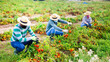 © JackF - Group of farmworkers in protective face masks checking diseased tomatoes damaged by pests on field. Concept of respiratory infection prevention