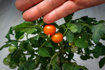 micro tomatoes for home cultivation in a pot on a light background