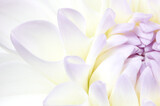 Fototapeta Kwiaty - Tenderness floral backgorund. White dahlia flower close up shot with place for text