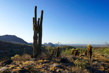 Saguaro Cactus Growing On Field Against Clear Blue Sky