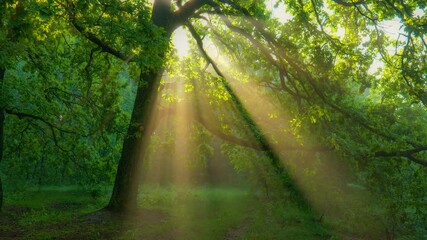 Aufkleber - Mystical magical summer forest with warm sunbeams. Sun rays break through the foliage of magnificent green tree. Green sunny glade in the morning forest