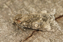 Closeup Shot Of An Owlet Moth On Stone, Subacronicta Megachepala