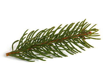 spruce branch