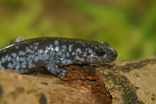 Adult Blue-spotted Salamander Ambystoma Laterale On A Wooden Log In A Natural Environment