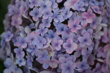 Close-up Of Purple Flowering Plants