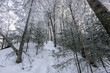 © alexhitrov - Snow-covered tree trunks in the winter forest. Winter landscape. Russian forest.