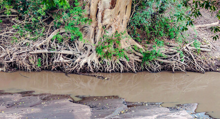 Wall Mural - River of Africa