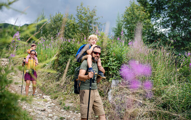 Wall Mural - family with small children hiking outdoors in summer nature, walking.