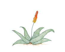 Herbal And Plant, Hand Drawn Illustration Of Aloe Ferox Or Bitter Aloe With Red Flowers. A Succulent Plants With Sharp Thorns For Garden Decoration.
