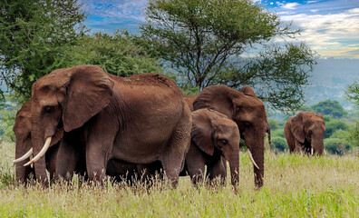 Elephants in Africa