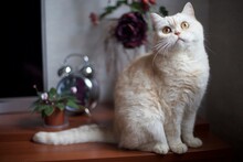 White Shorthair British Cat With Bright Yellow Eyes Portrait. British Sly Cat Breed Sitting On Table In Alarm Clock Background. White British Sneaky Cat Looking Hungry Asking & Waiting Food.