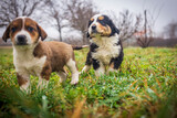 Fototapeta Sawanna - little cute dogs playing in the yard. beautiful little puppies walk on the grass in the yard. animals live in freedom.