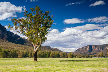 Wall Mural - Hunter Valley Landscape in Australia