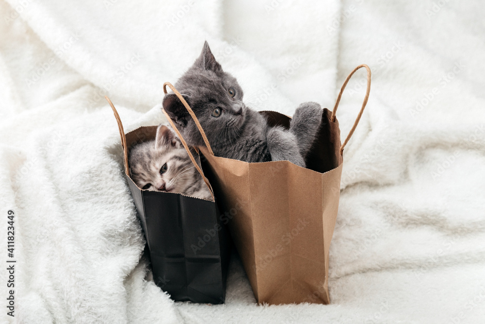 Cat looks out of paper bag. Gift on valentine day kitten in package surprise. Sale purchase concept. Adorable small tabby kittens are hiding in paper shopping bags.