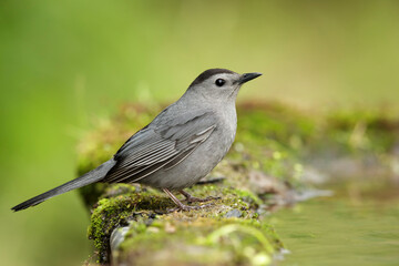 Wall Mural - Gray Catbird, Dumetella carolinensis